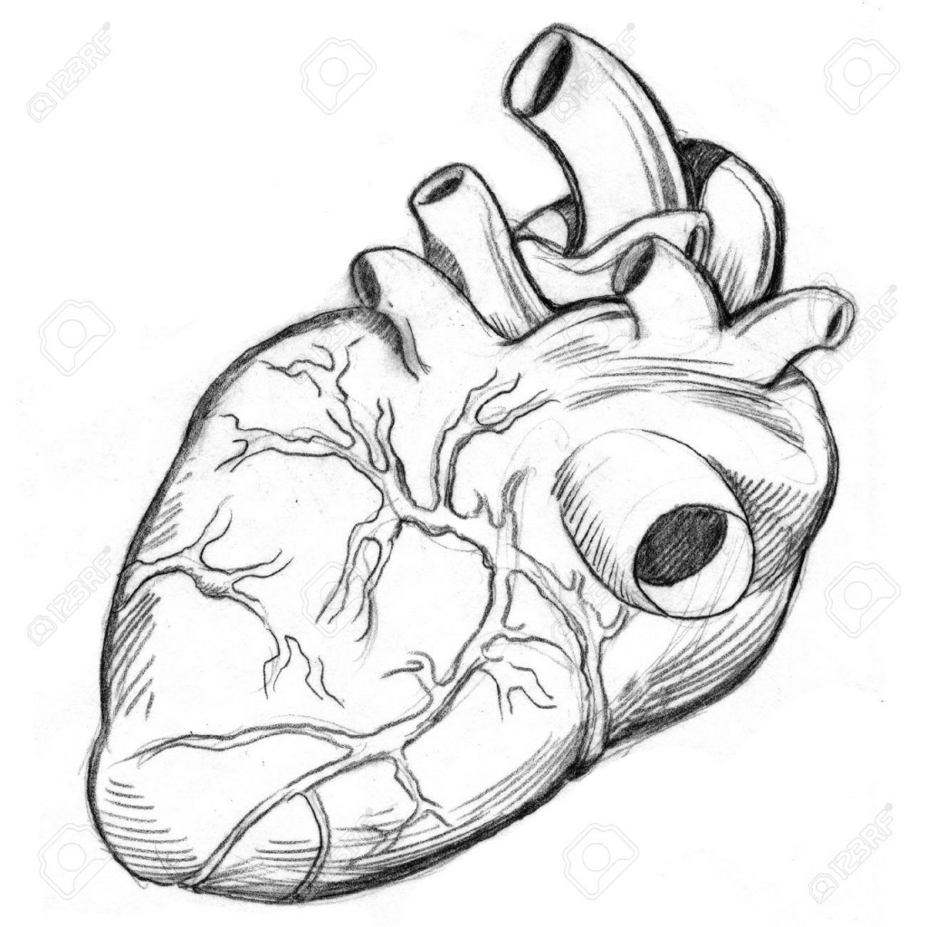 1024x1024 Anatomy Heart Drawing Image Collections