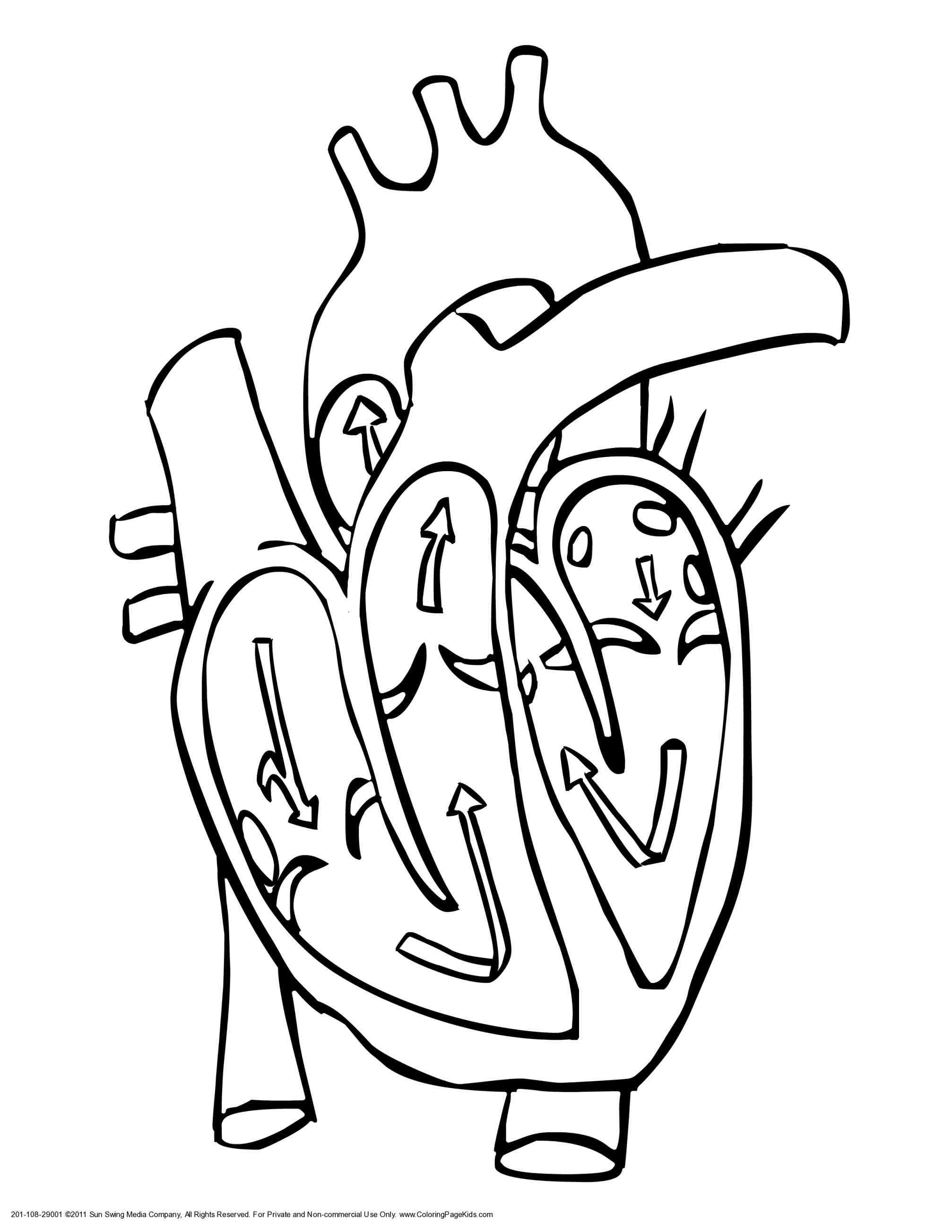 2014x2607 Real Heart Drawing Black And White