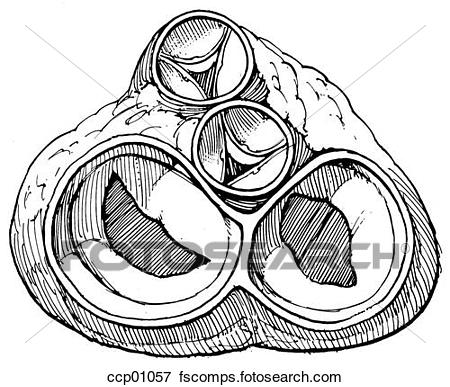 450x387 Stock Illustration Of Heart Valves Ccp01057