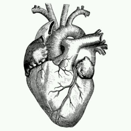 500x500 Drawings Of Human Hearts