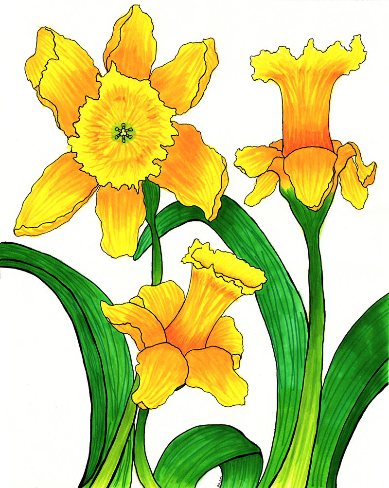 800x1003 Daffodil Clipart Cartoon