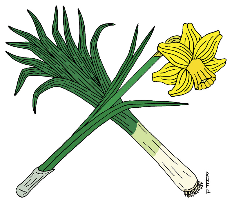 800x710 Drawn Daffodil Cartoon