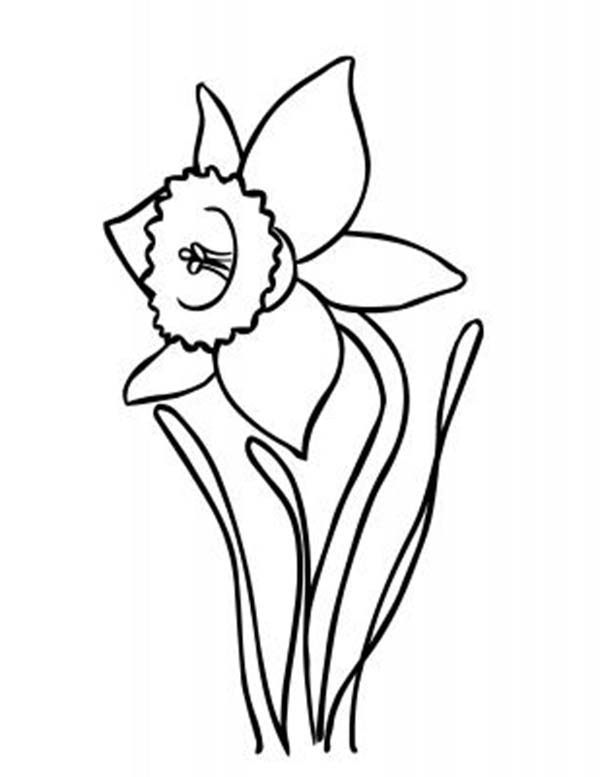 600x777 Drawn Daffodil Outline