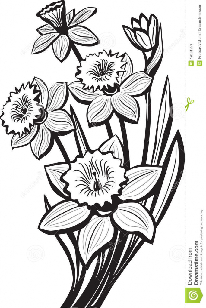 683x1024 Narcissus Flower Drawing How To Draw Daffodils, Stepstep, Flowers