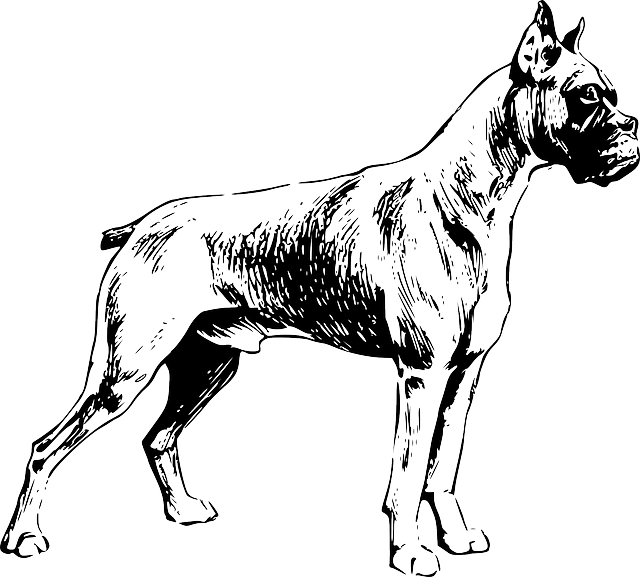 640x577 Dog, Dogs, Pet, Friend, Animal, Mammal, Drawings, Boxer