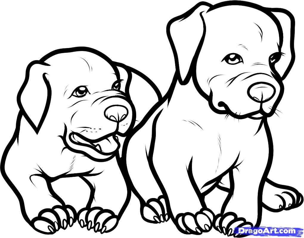 1020x798 Pitbull Dog Black And White Drawings