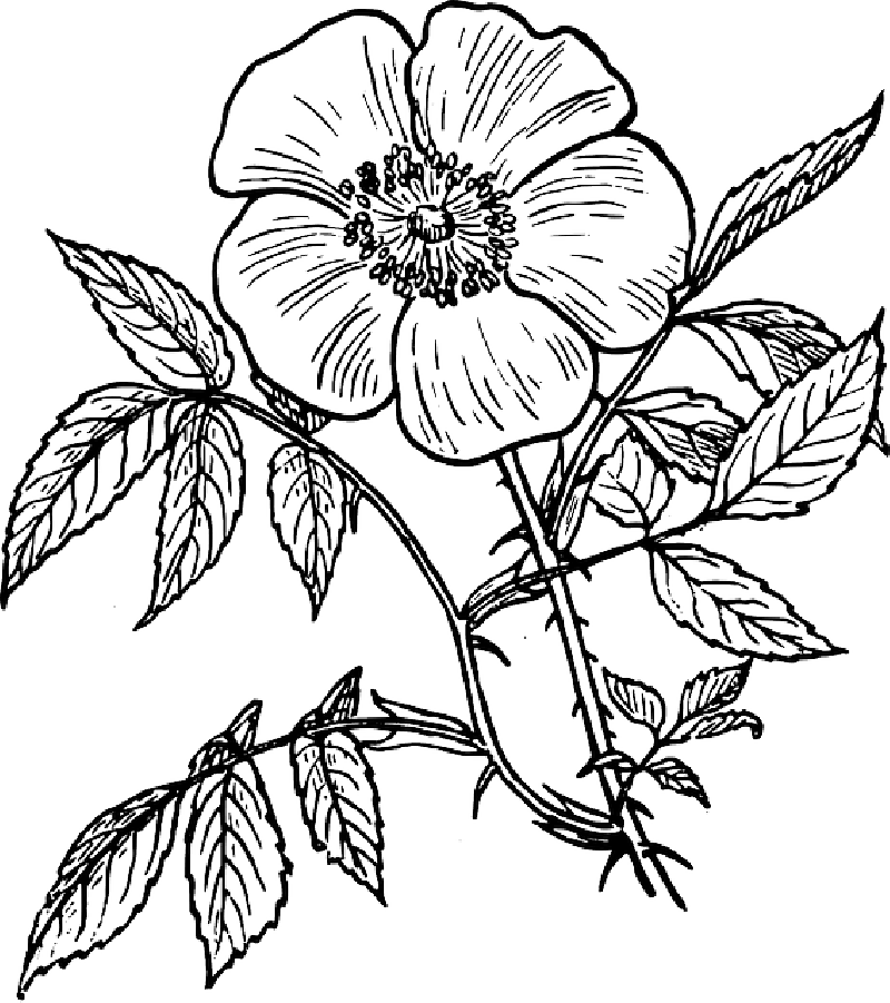 800x901 Black, Outline, Drawing, Plants, Flower, White, Flowers