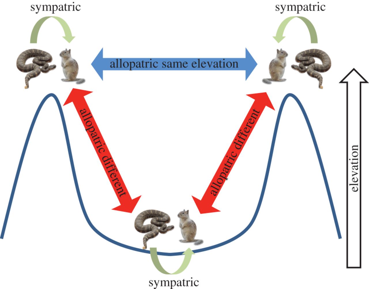 1280x1001 Coevolution In Rattlesnakes And Prey Proceedings Of The Royal