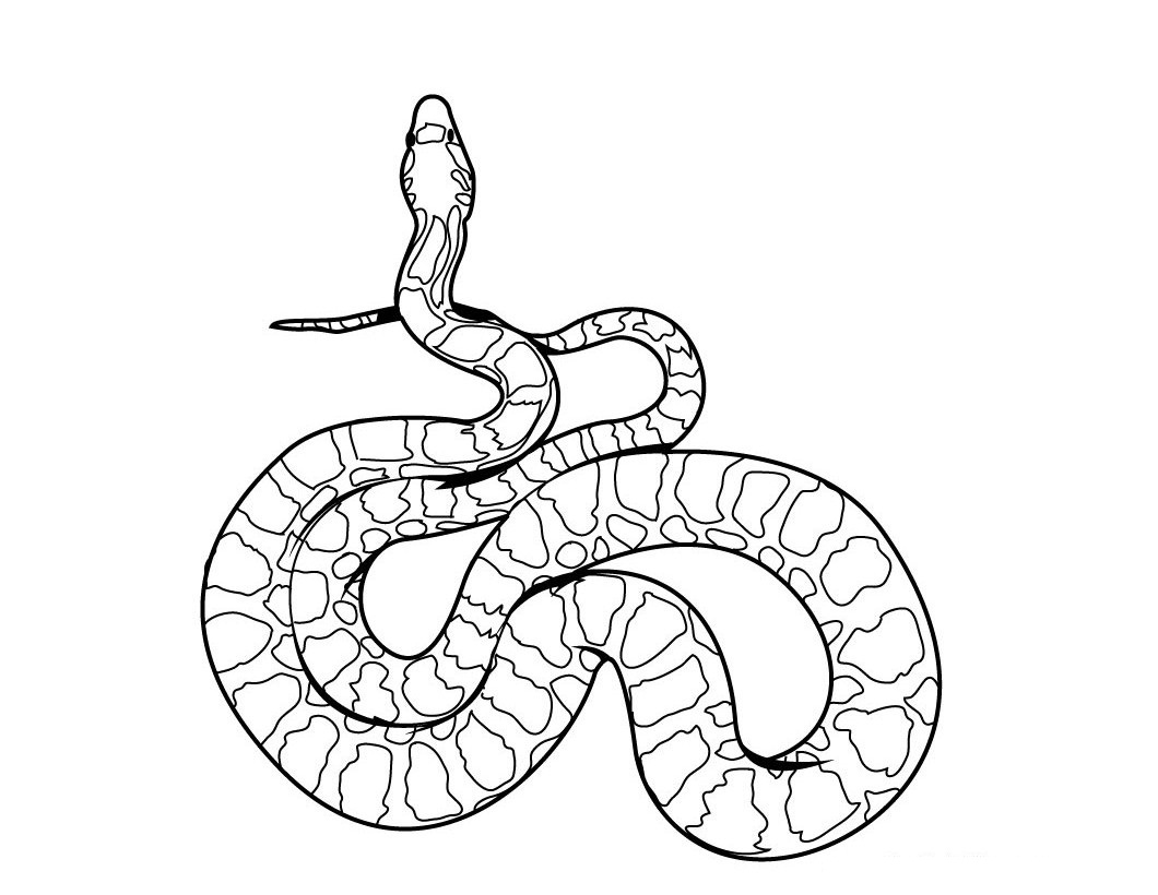 1060x820 Drawn Snake Desert Snake