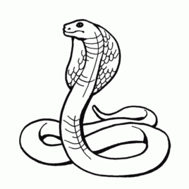 268x268 Rattlesnake Coloring Pages Drawing Inspiration Coloring Page