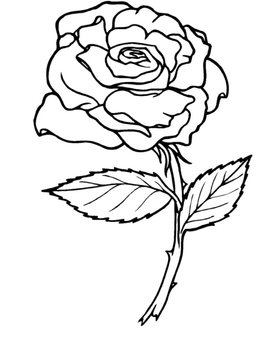 852x1136 Roses