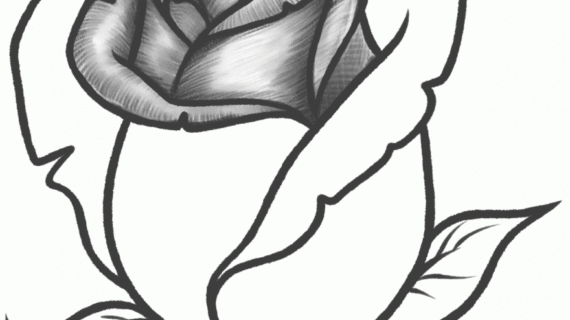 570x320 Simple Rose Drawing Simple Drawings Of Roses In Pencil Bouquet