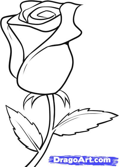400x561 How To Draw A White Rose, Step By Step, Flowers, Pop Culture, Free