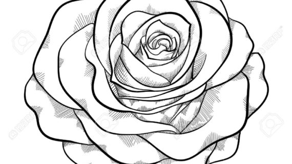 570x320 Black And White Drawing A Rose Black And White Drawings