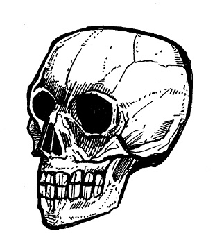 310x346 Skull Drawings