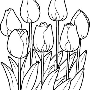 300x300 Drawn Tulip Spring Flower