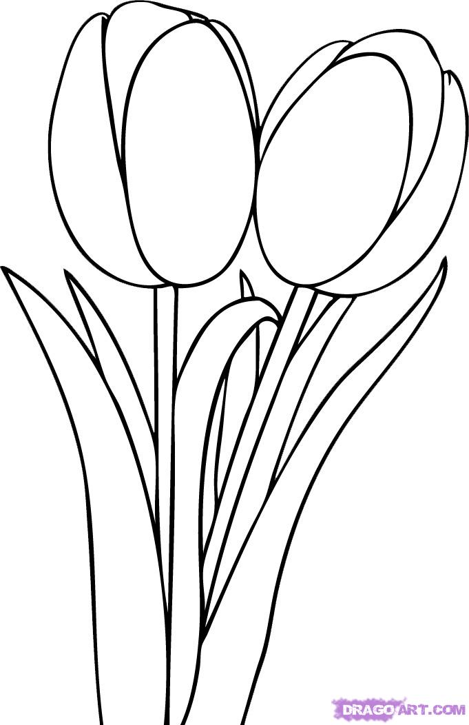 681x1052 How To Draw Tulips Step 5 Flowers