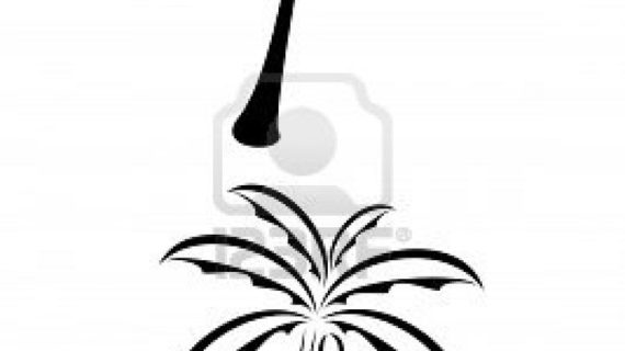 570x320 Simple Drawing Of A Palm Tree 92 Best Images About Elephant