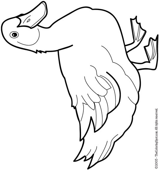 540x576 Duck Clipart Coloring Page