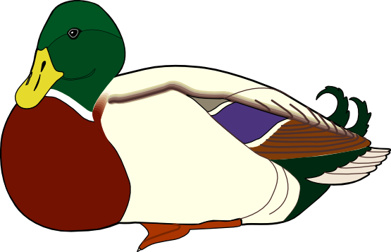 555x357 Duck Clipart One