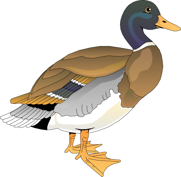 600x588 Walking Duck 2 Clip Art