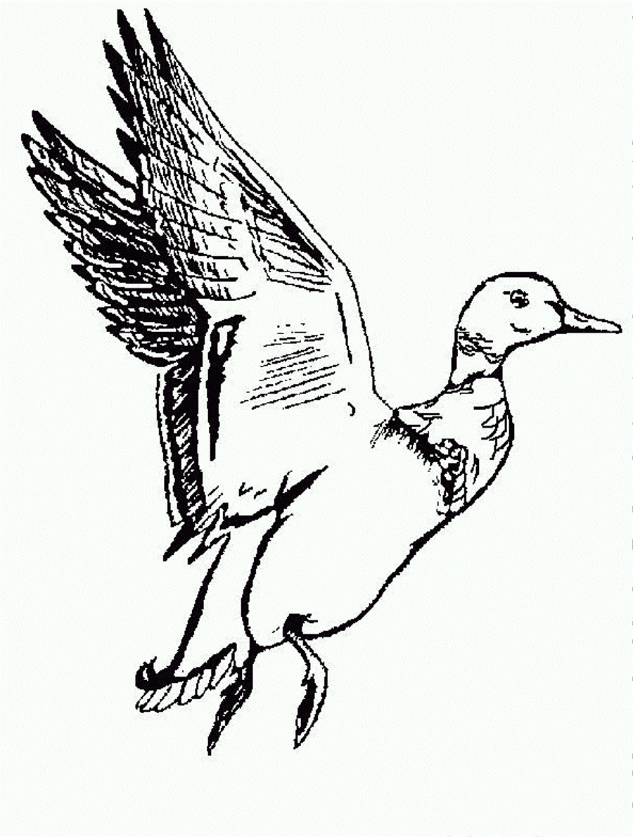 900x1190 Mallard Duck Clipart