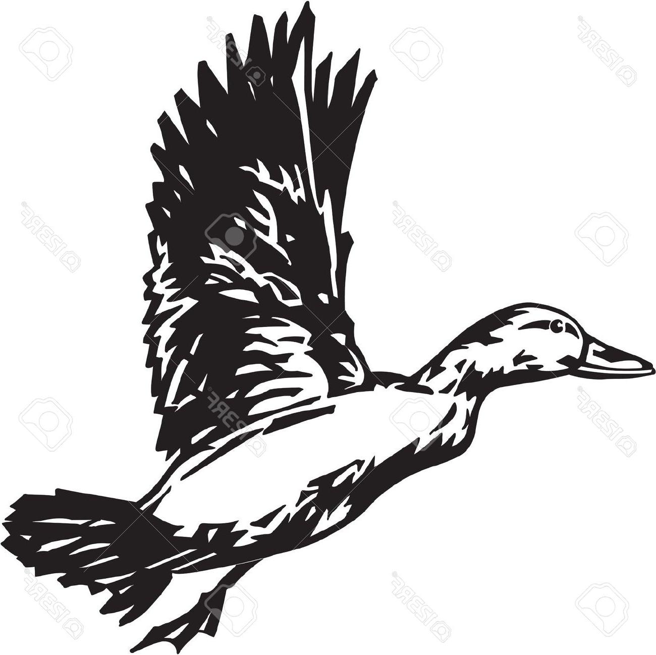 1300x1298 Best Hd Hunting Clip Art Vectors Duck Images