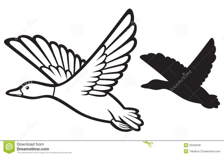 736x511 Black Duck Clip Art