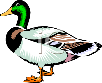 350x284 Duck Hunting Clipart