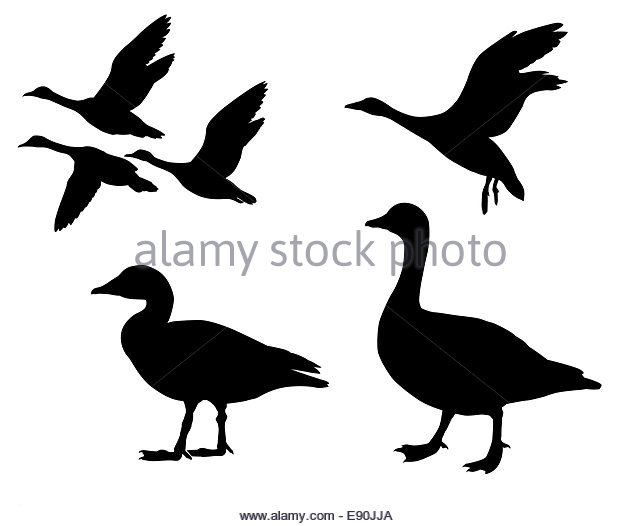 640x526 Duck Hunting Black And White Stock Photos Amp Images