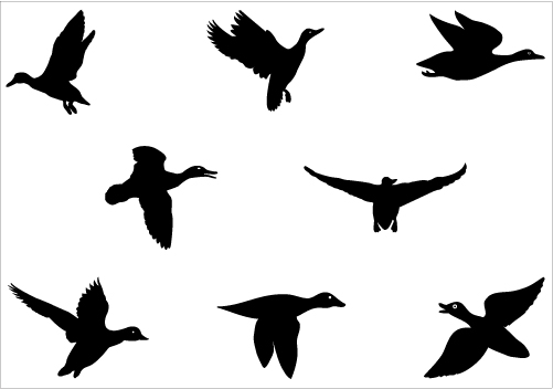 501x352 Duck Silhouette Clipart