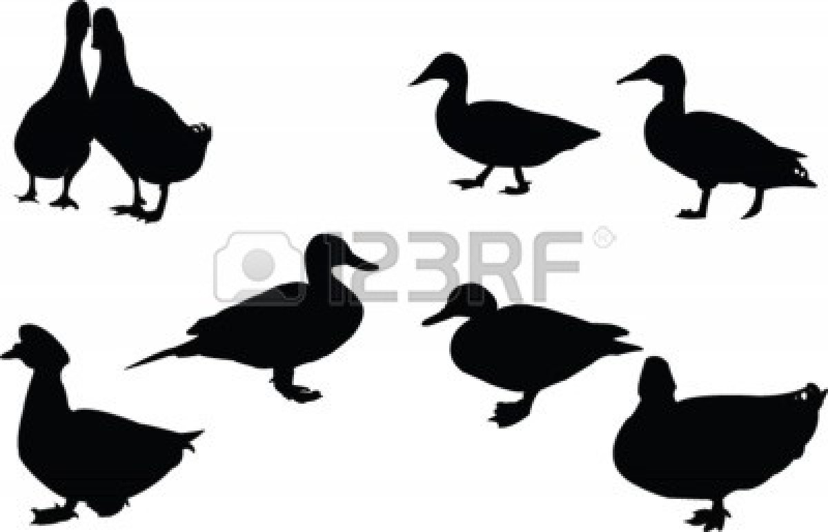 1200x771 Landing Duck Decal
