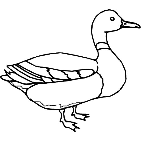 600x600 Mallard Duck Outline Coloring Pages Color Luna