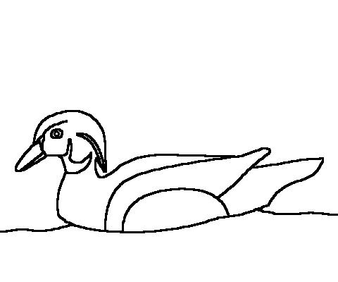 480x400 Mandarin Duck Clipart Duck Outline