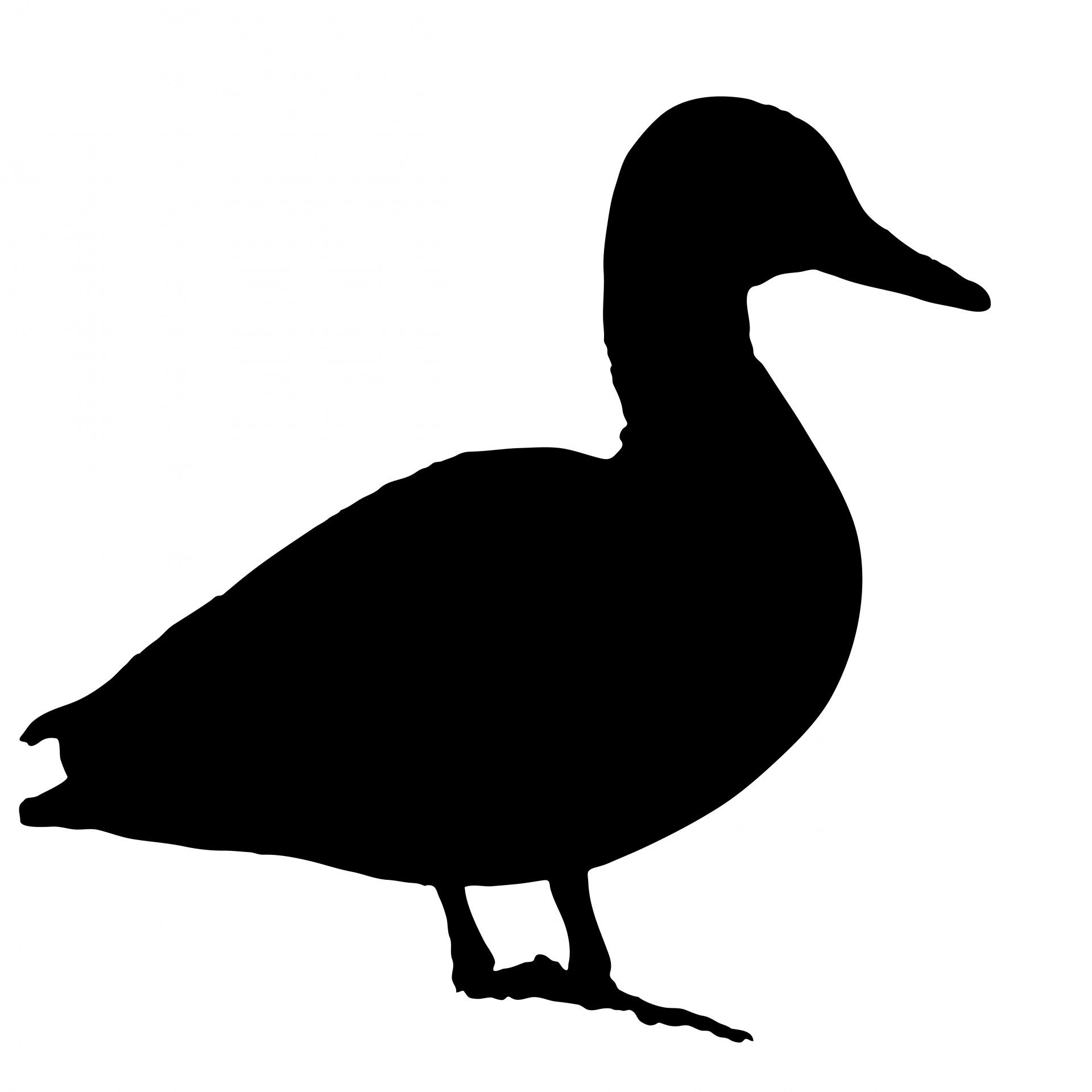 1920x1920 Duck Silhouette Related Keywords Amp Suggestions