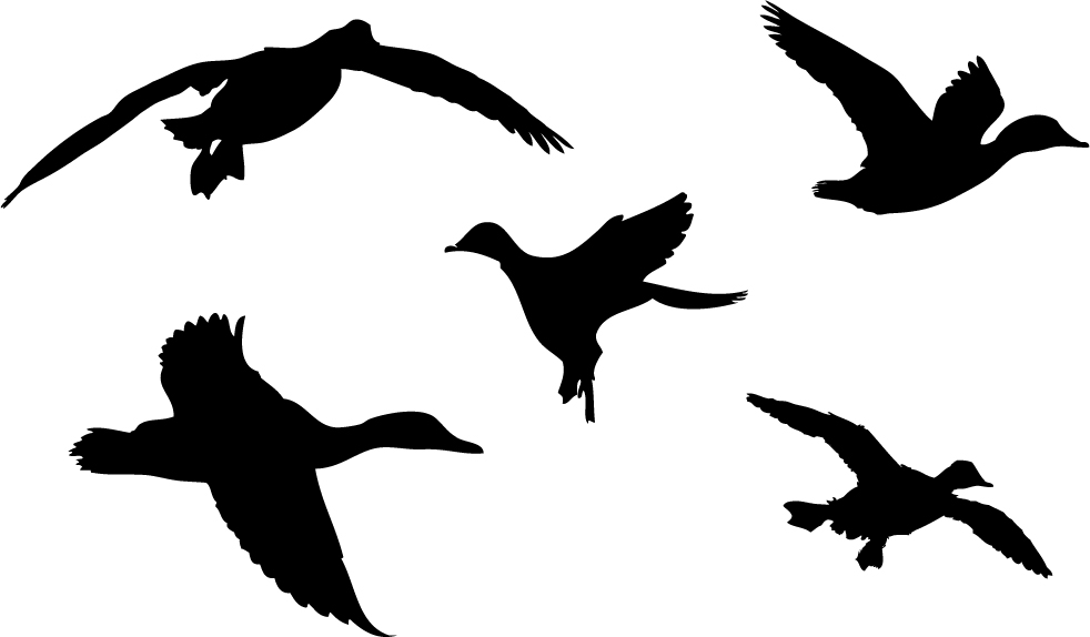 982x574 Duck Silhouette