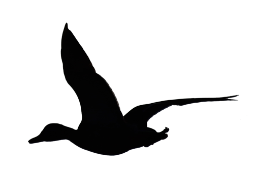 500x350 Flying Duck Silhouette By Wuestenbrand