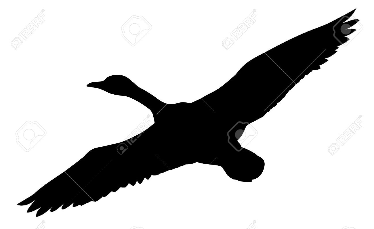 1300x796 Images Duck Flying Vector