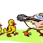 150x150 Ducklings Clipart