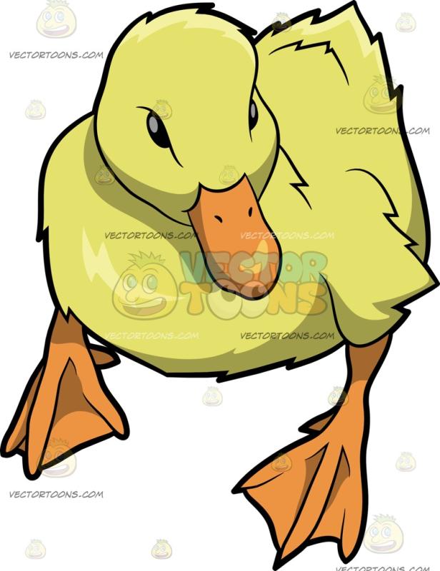 616x800 Quack Clipart