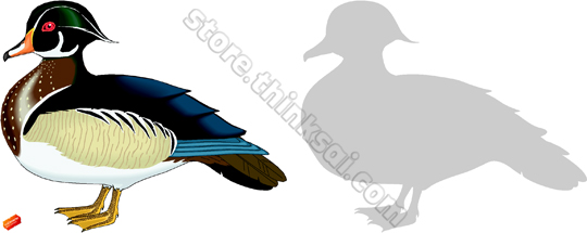 540x215 Wood Ducks Clipart