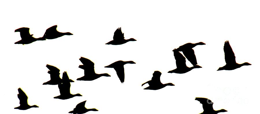 900x397 Geese In Flight Silhouette Photograph By Rrrose Pix