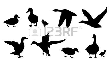 450x257 Duck Silhouettes On The White Background Royalty Free Cliparts