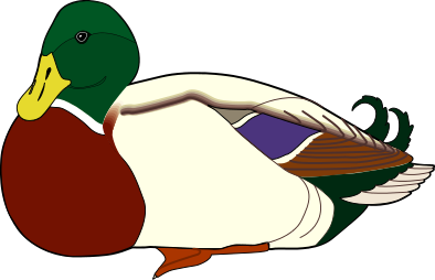 394x254 Top 86 Mallard Clip Art