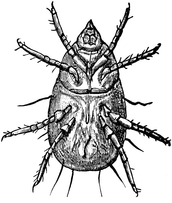 594x700 Dust Mite Clip Art Cliparts