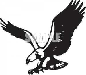 300x264 And White Bald Eagle Clipart Picture