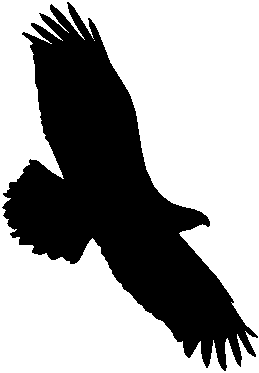 259x373 Golden Eagle Clipart Eagle Feather