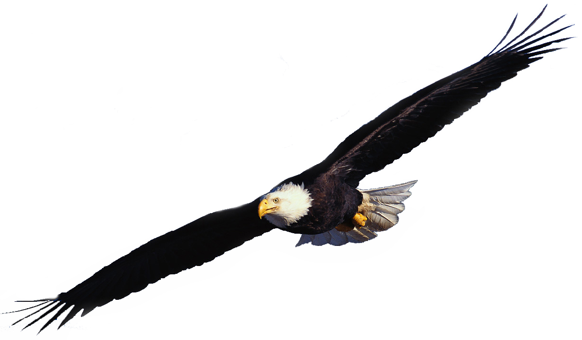 1187x694 Flying Eagle Clip Art Ztcy F Clipart Free Images