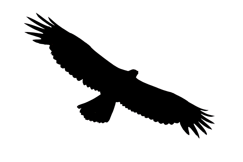 1024x683 Eagle Clipart Soaring Eagle