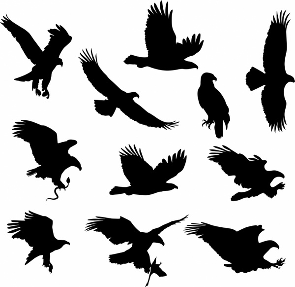 600x582 Eagle Head Outline Free Vector Download (6,356 Free Vector)